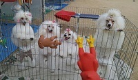 神戸プーー1.jpg