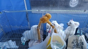 猿ー１.jpg